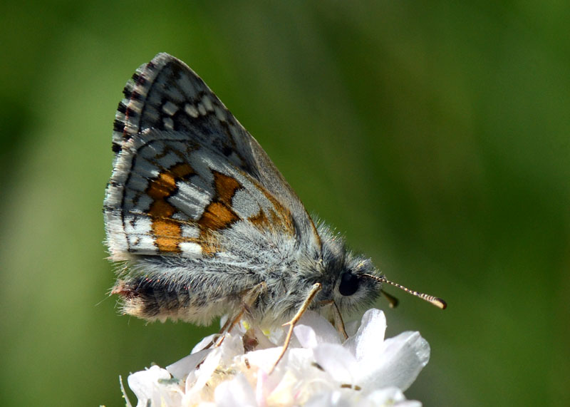 Pyrgus sidae